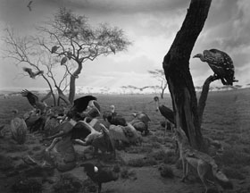 Hyena - Jackal - Vulture, 1976, gelatin silver print